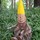 08988o3u_small