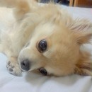 dekachiwa