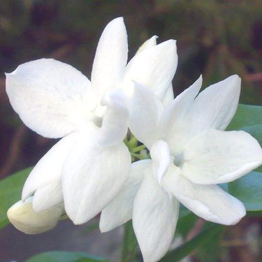 happy-jasmine