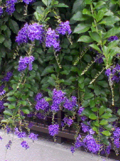 sfujioka1