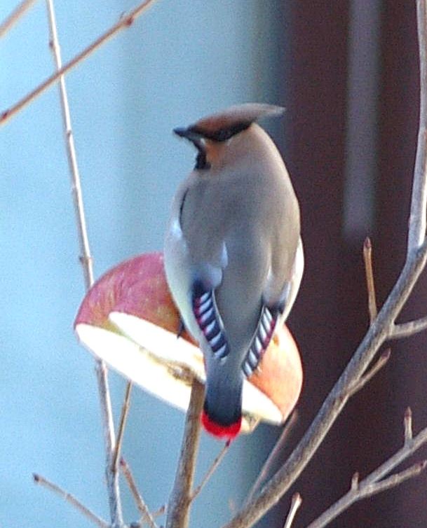 yoikosann